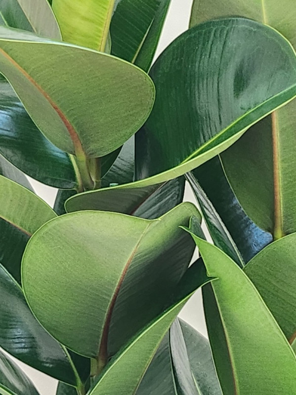 고래영어_공동구매 밴드_사진_20250619_12.jpg